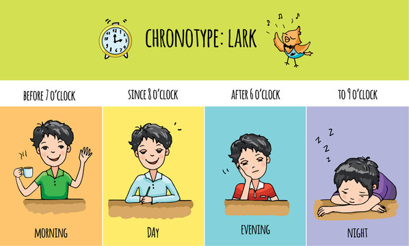 Chronotype of people: owl. Typical of the person's daily activity. Daily regime of owl. Vector illustration of owl chronotype. Evening active people.