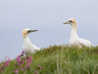 Gannets Nesting