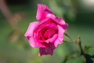 Pink rose in the garden.