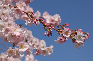 Fototapeta premium Cerisier du Japon
