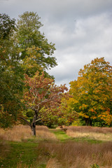 Naklejka na ściany i meble path in the hay in new england fall / autumn