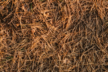 Needles from trees, bark of trees, bumps lie on moss