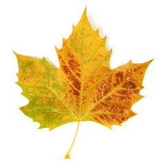 Feuilles mortes de platane