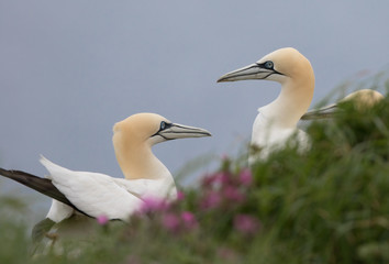 Northern Gannet (Morus bassanus) Nesting
