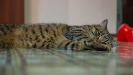 Scottish Straight Kitten Brown Tabby