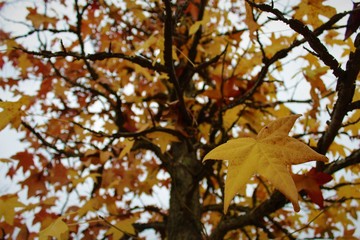 Autunnale, foglia, autunno, foglia, alberi, natura, aceri, giallo, stagione, foresta, rosso, rami, arance, fogliame, brillante, colore, cielo, isolata, parco, colorato, stagionale, verde, quercia, imp