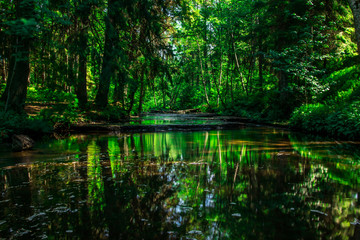 Fototapeta na wymiar A beautiful small river in the wood