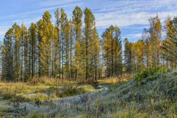 Autumn frosty morning in the forest. Russia.