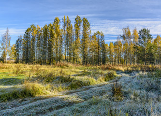 Autumn frosty morning in the forest. Russia.