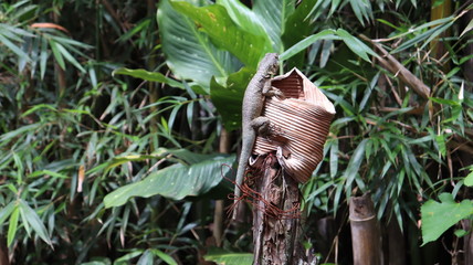 R&eacute;ptil, lagarto subindo