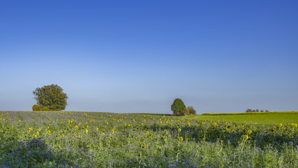 Fototapeta premium Sonnenblumenwiese