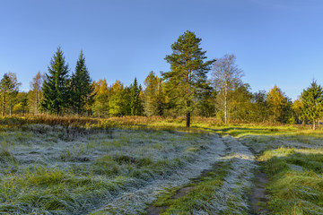 Fototapeta na wymiar Autumn frosty morning in the forest. Russia.