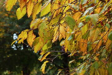 Herbstlaub am Baum