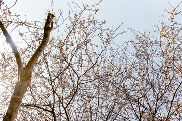 Tree blossoms in bloom during the Spring