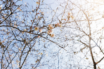 Tree blossoms in bloom during the Spring