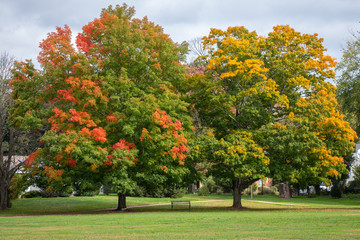 Naklejka premium foliage in new england with bench