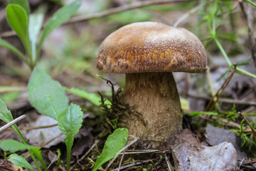Porcini