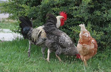 Doğada özgürce gezen tavuklar