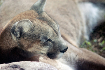 Close-Up Of Cougar Sleeping