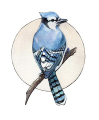 Isolated watercolor blue jay