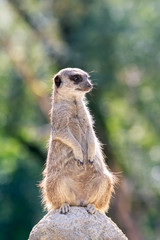 Meerkat guard sitting upright on a rock