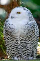 Closeup of a snowy owl
