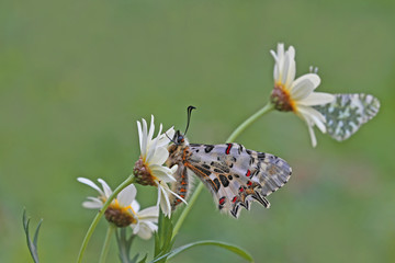 Orman fistosu kelebeği ; Zerynthia cerisyi butterfly