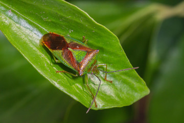 green and red stink bug on ivy leaf