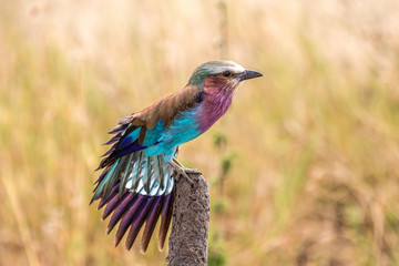 Lilac Breasted Roller