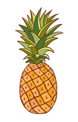 Pineapple illustration. Tropical fruit art. Inerior or t-shirt Print design.
