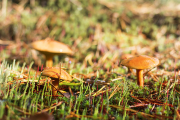 mushrooms in the forest. many bovine mushrooms