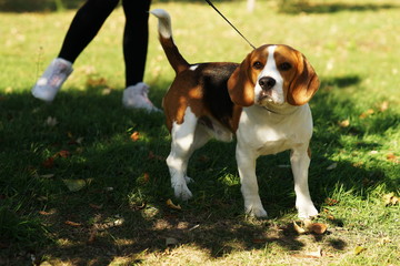 Cute dog beagle portrait  in outdoor park