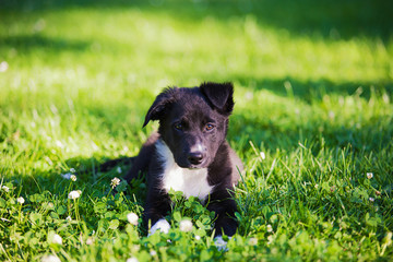  Puppy sitting on a green grass in a city park looking to camera.Border Collie Puppy Sitting on green grass.