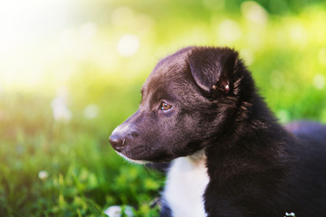  Puppy sitting on a green grass in a city park in sunset. Border Collie Puppy Sitting on green grass.