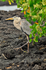 a heron sitting on the rocks of the Galapagos Islands, Ecuador
