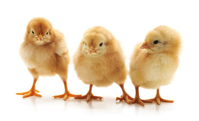 Fototapeta premium Three little chickens.