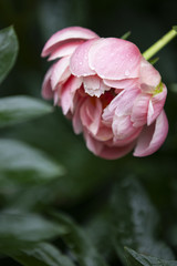 Obraz premium Romantic soft peony flower with water droplets with copy space