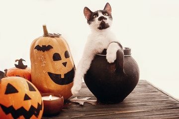Pumpkins, jack-o-lantern, cat in witch cauldron, bats, spider, candle, autumn leaves on black wood...