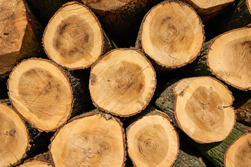 Pile of fresh sawn thick poplar wood logs.