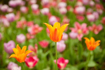 Fototapeta premium Tulips blooming in a garden in botany park in early spring