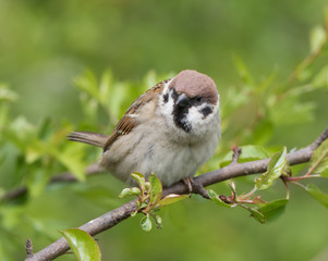 Tree Sparrow