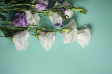 White eustoma flowers on a light turquoise background