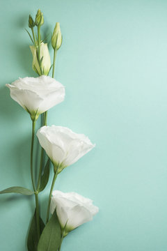 Fototapeta White eustoma branch on a light turquoise background