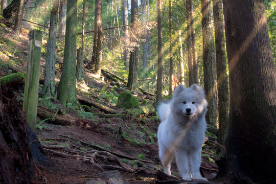 naska foret 