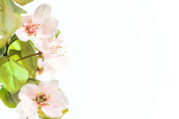 Pink plum flowers with green leaves isolated on white background