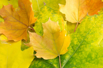 Naklejka na ściany i meble Autumn yellow green orange maple leaf close-up as a graphic resource