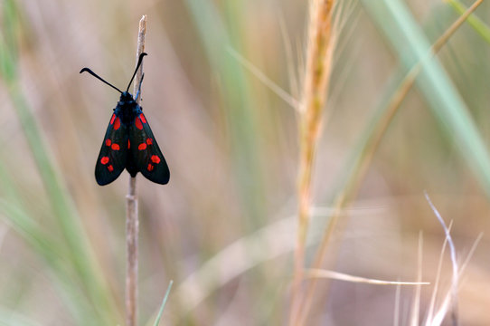 A butterfly on the grass. Shot in Lido Morelli, Fasano, Apulia, Italy