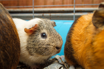 Guinea Pig Cage