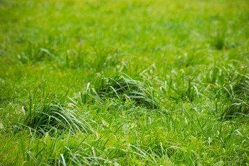 Bushes of green grass in the field