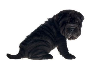 Photographie portrait studio d'un chien Shar-Pei de couleur noir sur fond blanc venant de chine